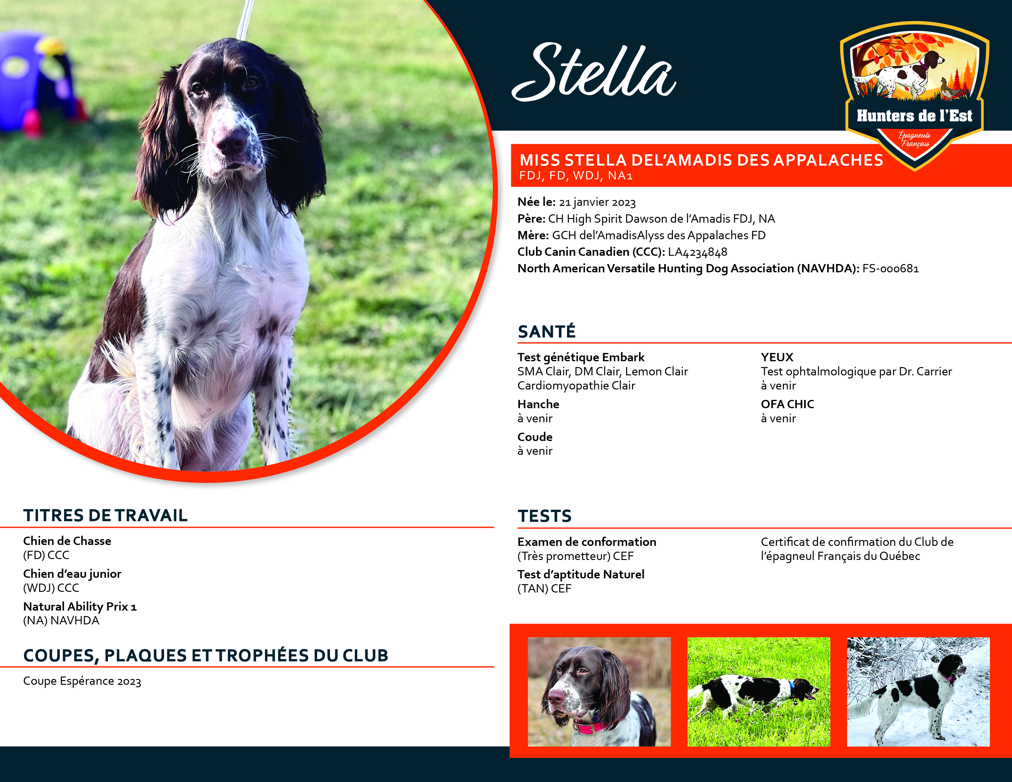 Stella fiche